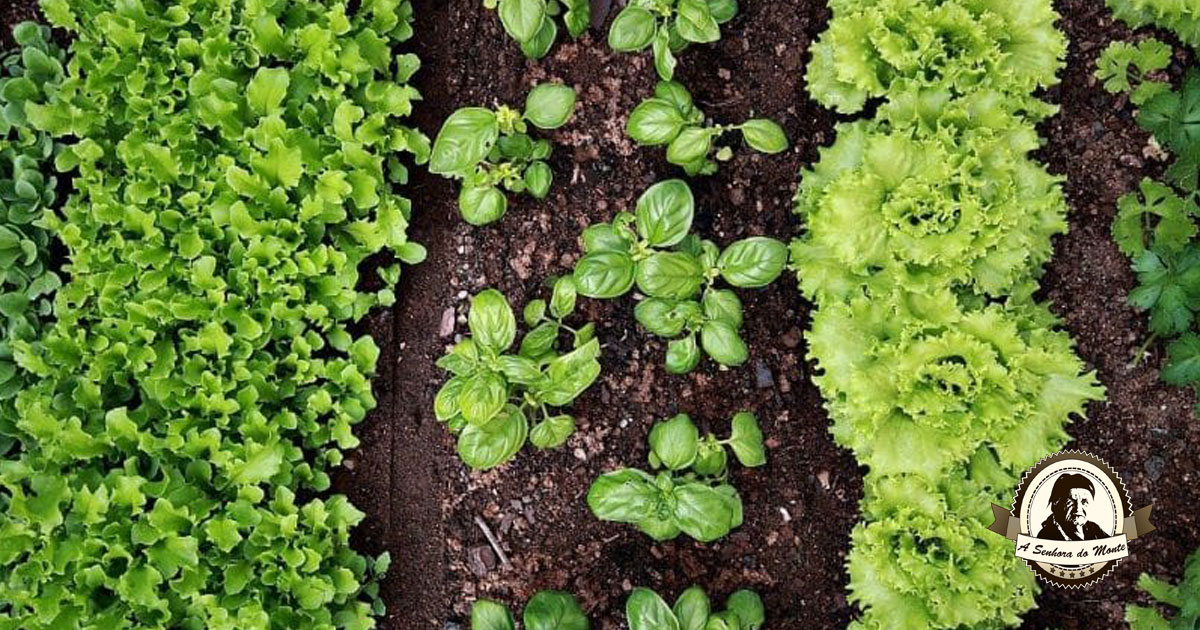 10 Razões para plantar manjericão num vaso ou no seu quintal