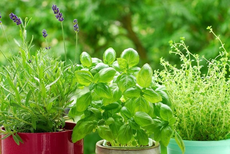 10 Razões para plantar manjericão num vaso ou no seu quintal