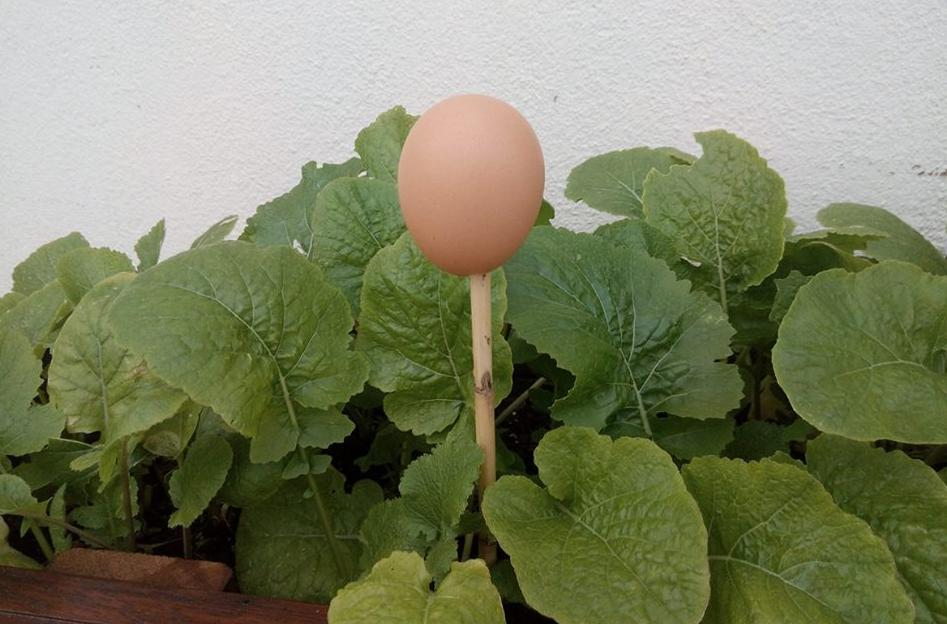 Sabe para que servem estas cascas de ovo próximas das hortaliças?