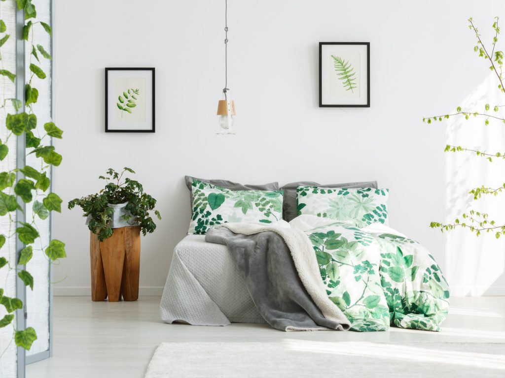 Plantas que deve ter no seu quarto e que o ajudam a dormir melhor