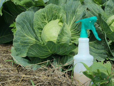 Aprenda a combater as pragas do seu jardim com pesticidas naturais!