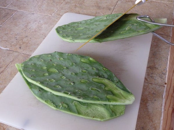Mezinha - Já experimentou um xarope caseiro feito de folhas de cacto?