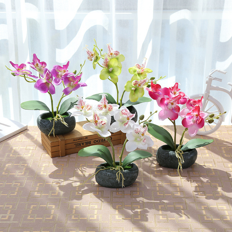 Querem saber 7 dicas para aprender a cuidar das vossas orquídeas?