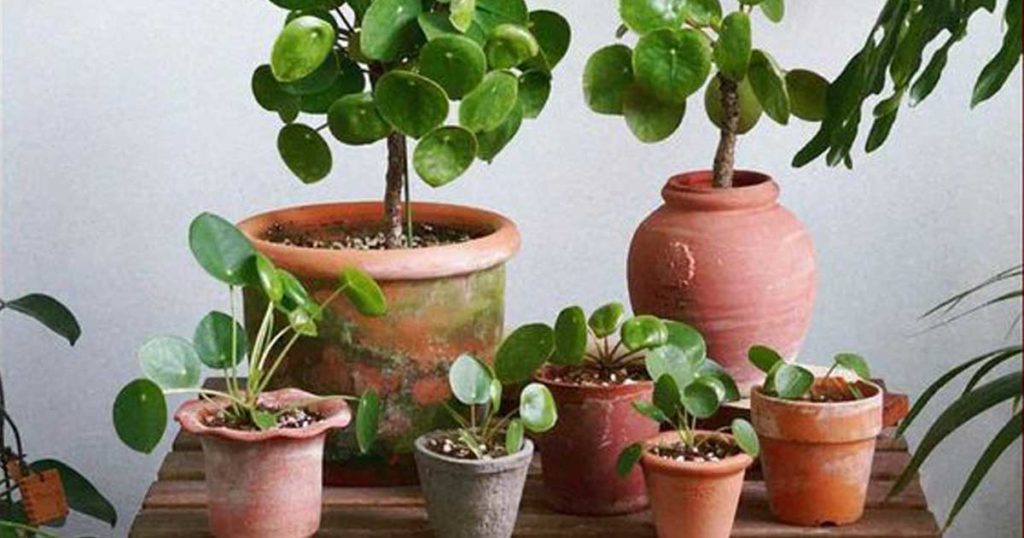 Pilea peperomioides - Aprendar a cuidar desta planta!