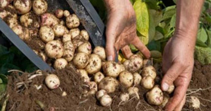 Aprenda a plantar batatas na sua varanda usando baldes
