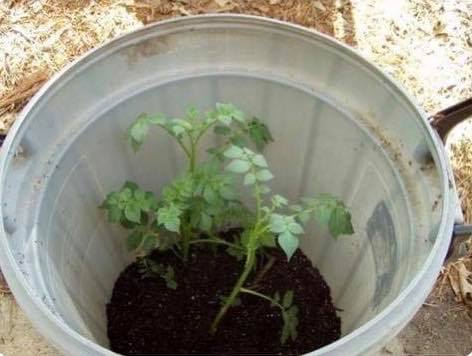 Aprenda a plantar batatas na sua varanda usando baldes