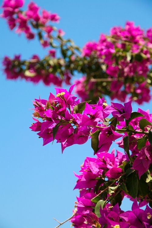 Sabiam que as flores de buganvílias tratam vários problemas de saúde?