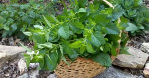 Como plantar erva cidreira em canteiros ou vasos