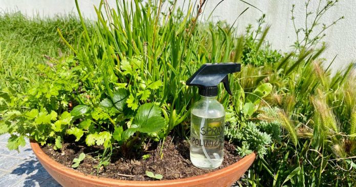 Spray natural para atrair polinizadores para o seu jardim