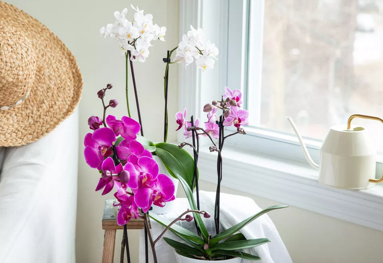 Guia para aprender a cuidar correctamente das suas orquídeas