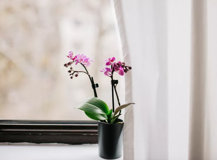 Guia para aprender a cuidar correctamente das suas orquídeas