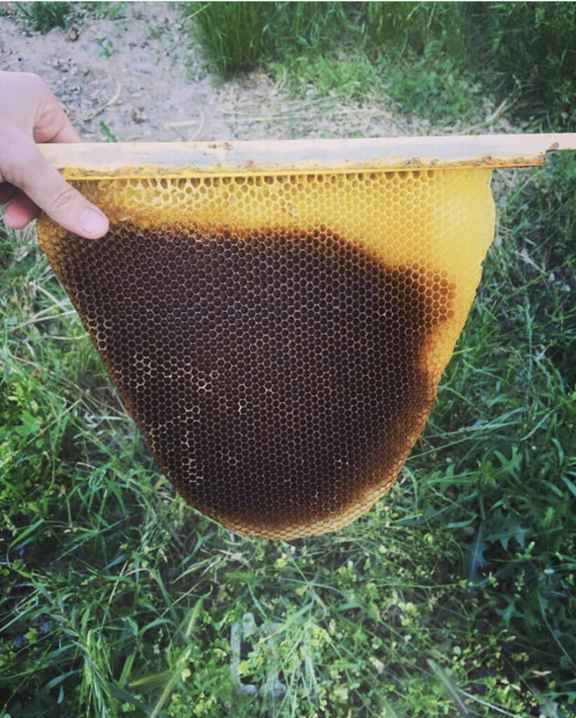 Aprenda quais são os benefícios e utilidades da cera de abelha