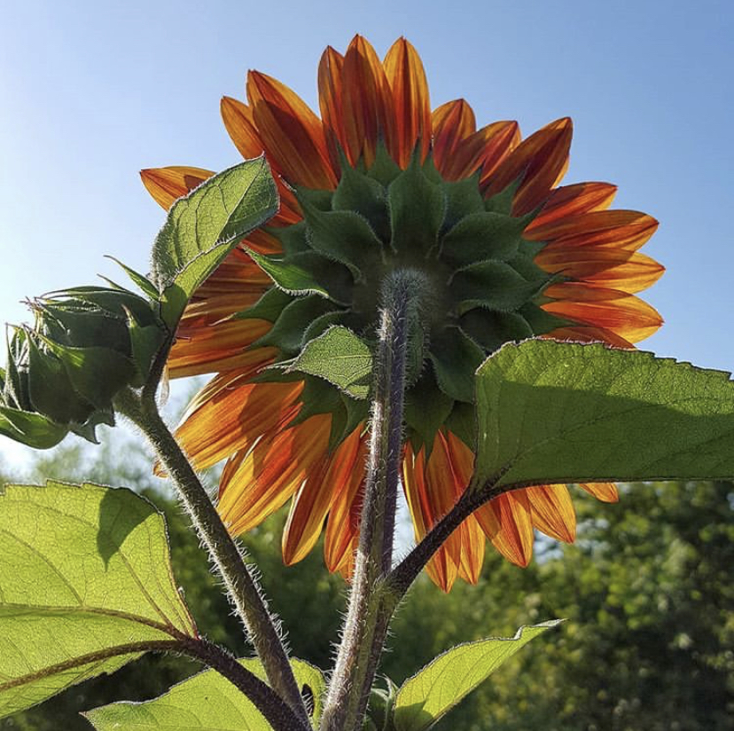 Aprenda a semear girassóis - uma planta tolerante ao sol