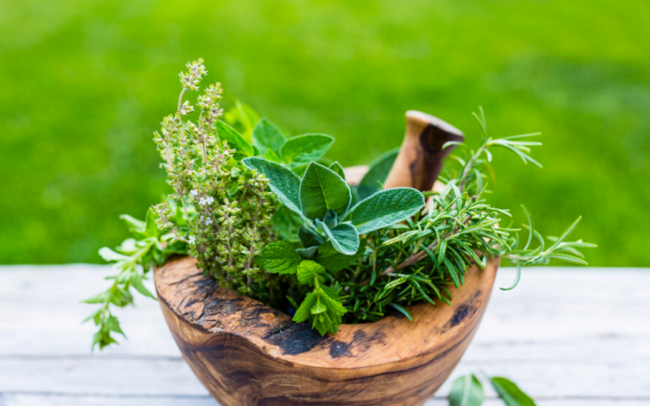 Como criar um jardim medicinal na varanda ou no quintal