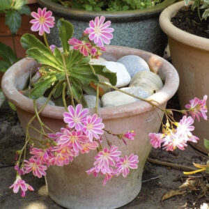 Lewisia - Aprenda a cuidar desta suculenta de flores maravilhosas