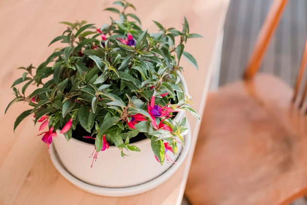 Brincos-de-princesa - Uma planta que nos faz lembrar a nossa infância!