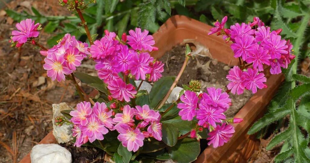 Lewisia - Aprenda a cuidar desta suculenta de flores maravilhosas