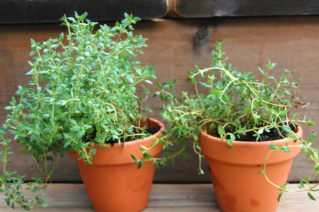 Aprenda a plantar tomilho facilmente em canteiros ou vasos 