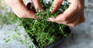 Aprenda a plantar tomilho facilmente em canteiros ou vasos