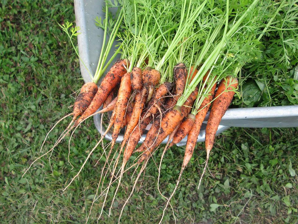 Aprenda que plantas pode e deve plantar perto das cenouras