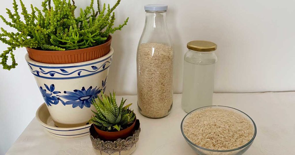 Utilize água de arroz nas plantas e aprenda quais são os seus benefícios!
