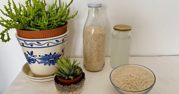 Aproveite a água de cozer arroz ou massa para fertilizar as suas plantas!