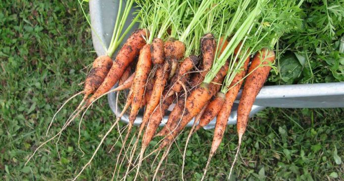 Aprenda que plantas pode e deve plantar perto das cenouras