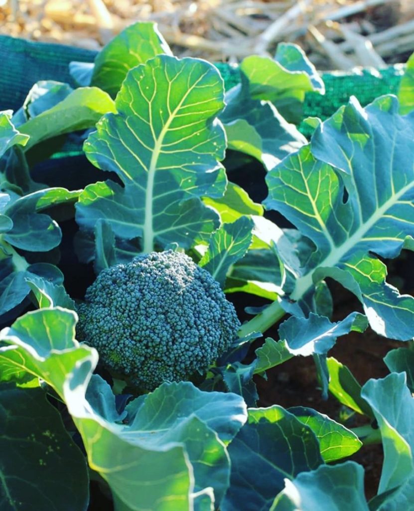 Aprenda como e quando deve plantar brócolos na sua horta