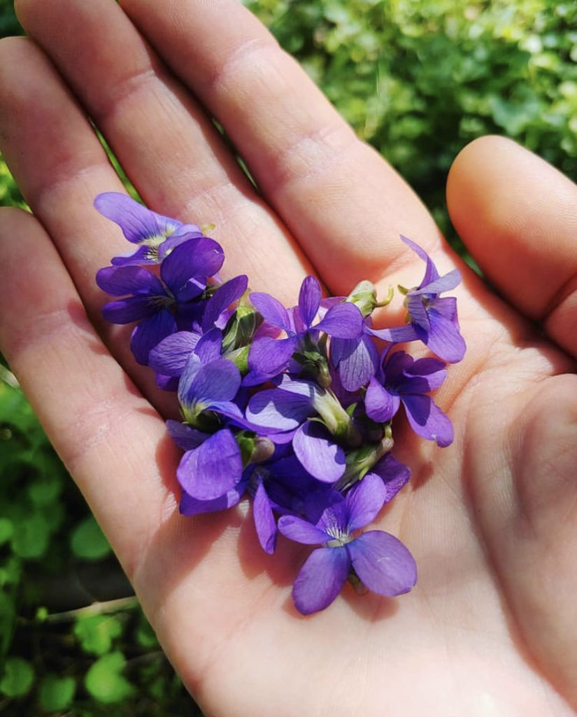 Aprenda a fazer uma geleia deliciosa feita com flores de violetas