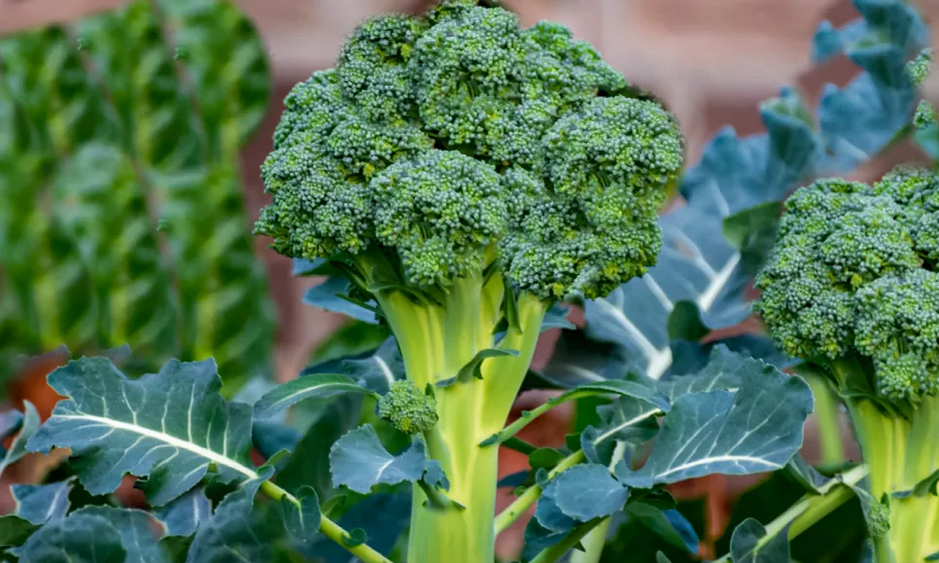 Aprenda como e quando deve plantar brócolos na sua horta