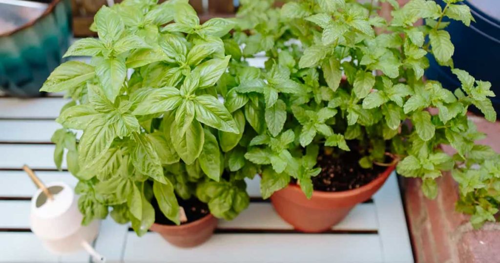 Aprenda como deve plantar manjericão em canteiros ou vasos