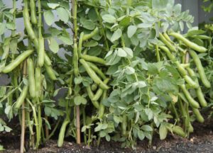 Favas - Aprenda a semear esta leguminosa tão adorada em Portugal