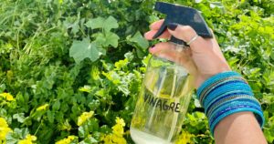 Utilidades extraordinárias do vinagre no jardim e na horta