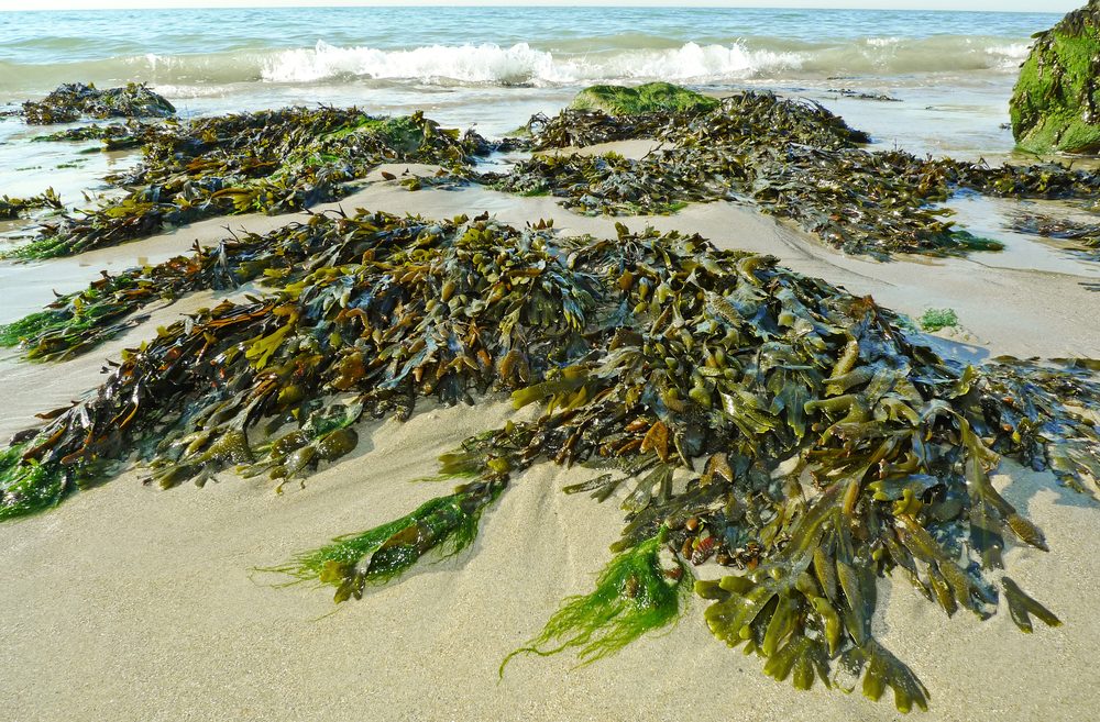 Como fazer fertilizante de algas apanhadas na praia