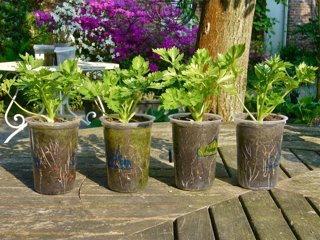 Aprenda como deve plantar aipo em vasos ou canteiros