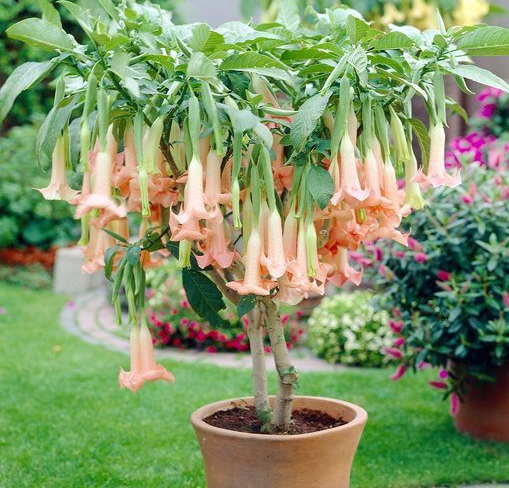 Trombeta-de-anjo - Aprenda a cuidar deste arbusto ornamental
