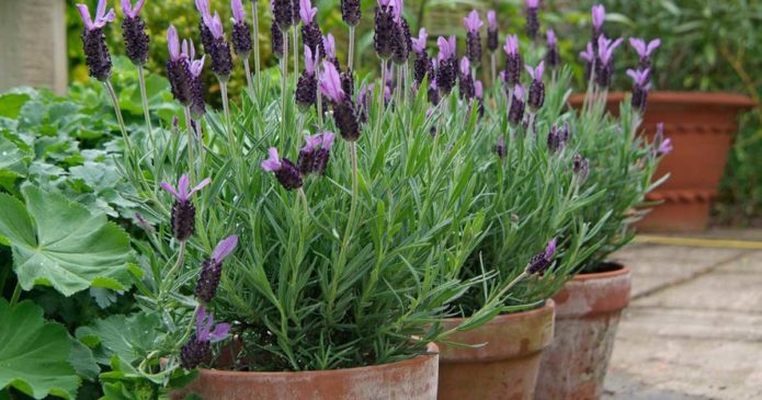 Aprenda como deve plantar alfazema em canteiros ou vasos