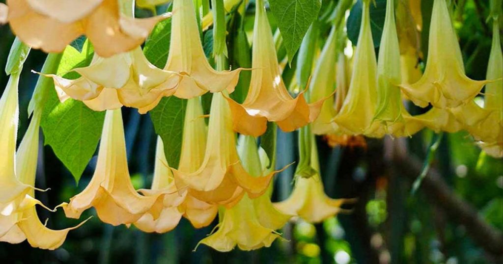 Trombeta-de-anjo - Aprenda a cuidar deste arbusto ornamental