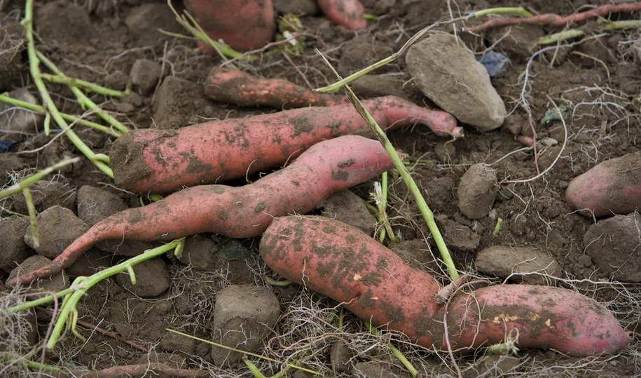 Aprenda a plantar batata doce em canteiros ou vasos
