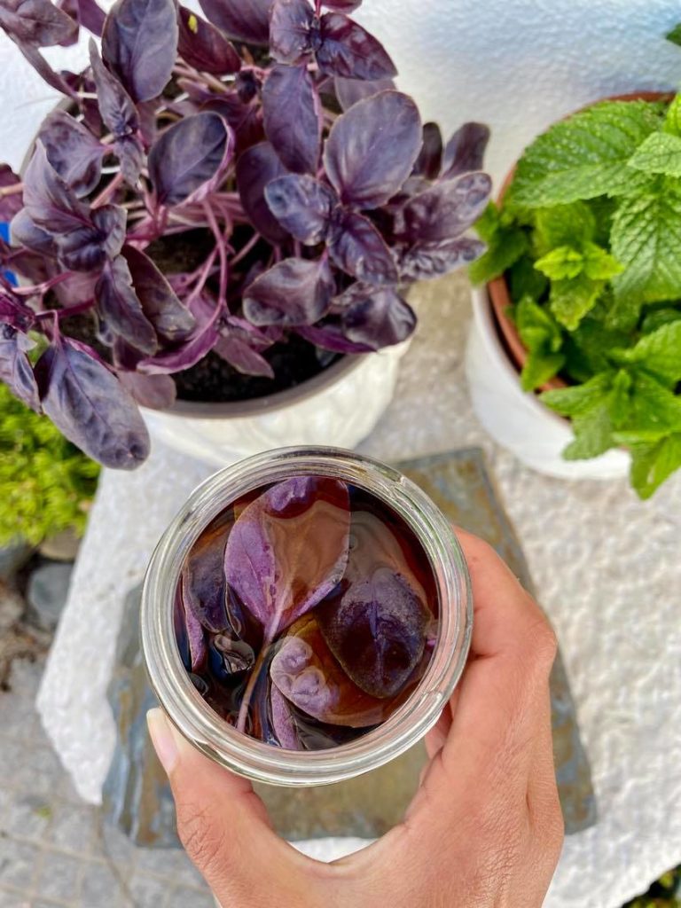 Aprenda a fazer um delicioso vinagre de manjericão roxo