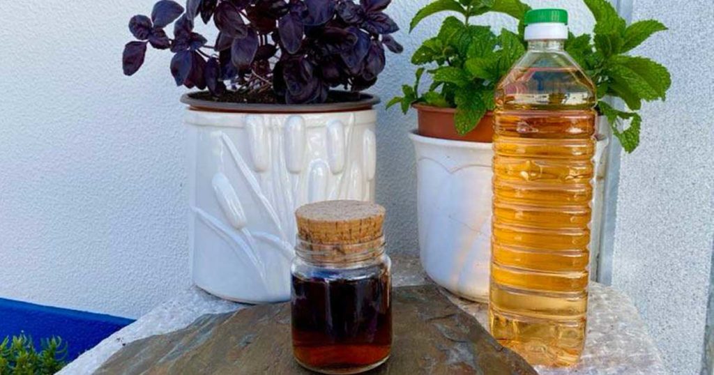 Aprenda a fazer um delicioso vinagre de manjericão roxo