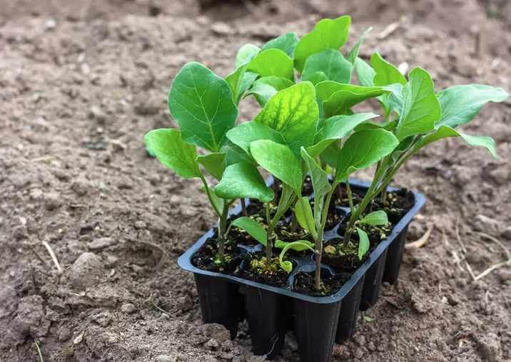 Aprenda a plantar beringelas em canteiros ou vasos