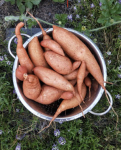 Sabe quais são os benefícios do sumo de batata doce?