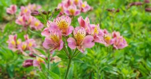 Como cuidar de astromélias - flores dos jardins dos nossos avós