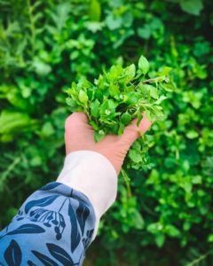 Morugem - Sabiam que esta erva é comestível e medicinal?