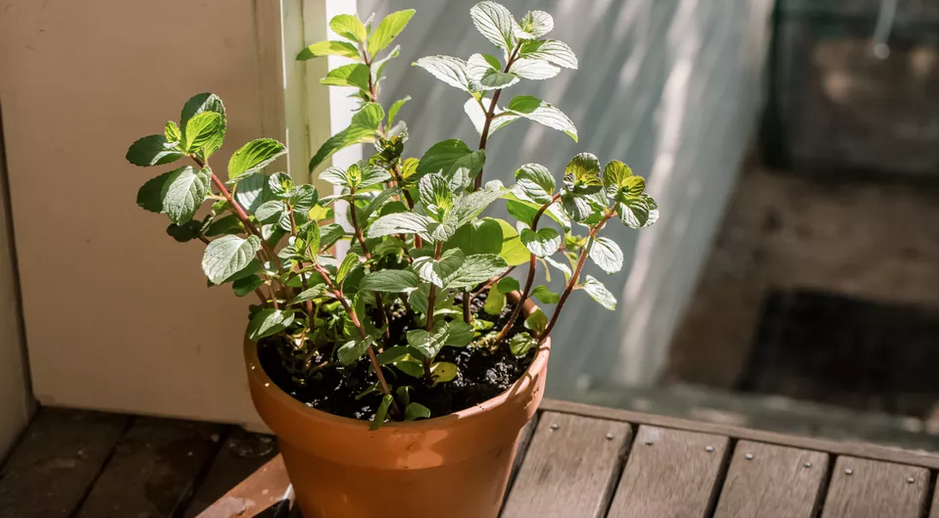 Aprenda a plantar hortelã-chocolate em canteiros ou vasos