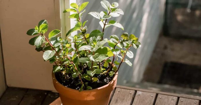 Aprenda a plantar hortelã-chocolate em canteiros ou vasos