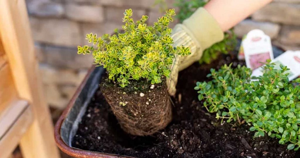 13 Razões para plantar tomilho e o que pode fazer com esta erva