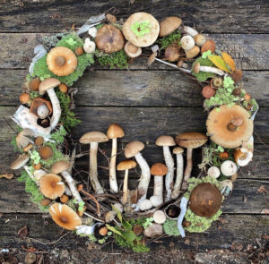 6 Tipos de cogumelos importantes para a nossa saúde