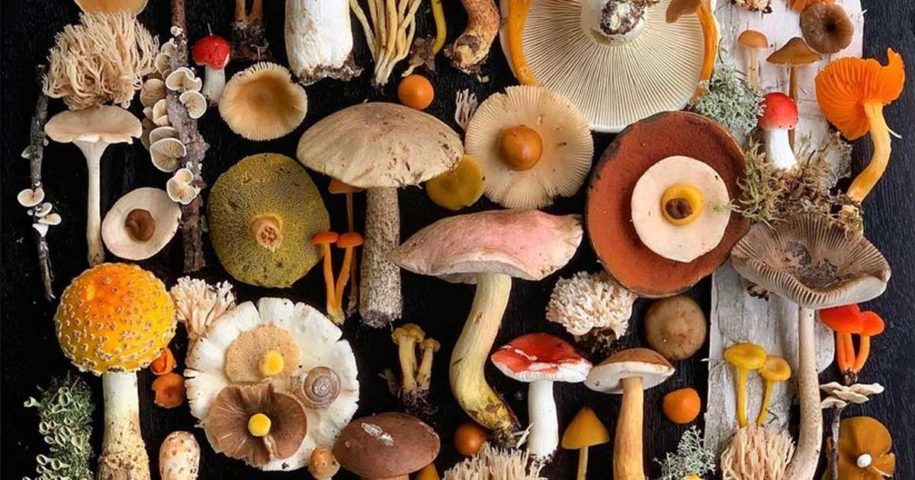 6 Tipos de cogumelos importantes para a nossa saúde